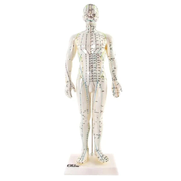 Male Acupuncture Model - 48 cm